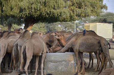 04 Camel_Farm,_Bikaner_DSC2744_b_H600